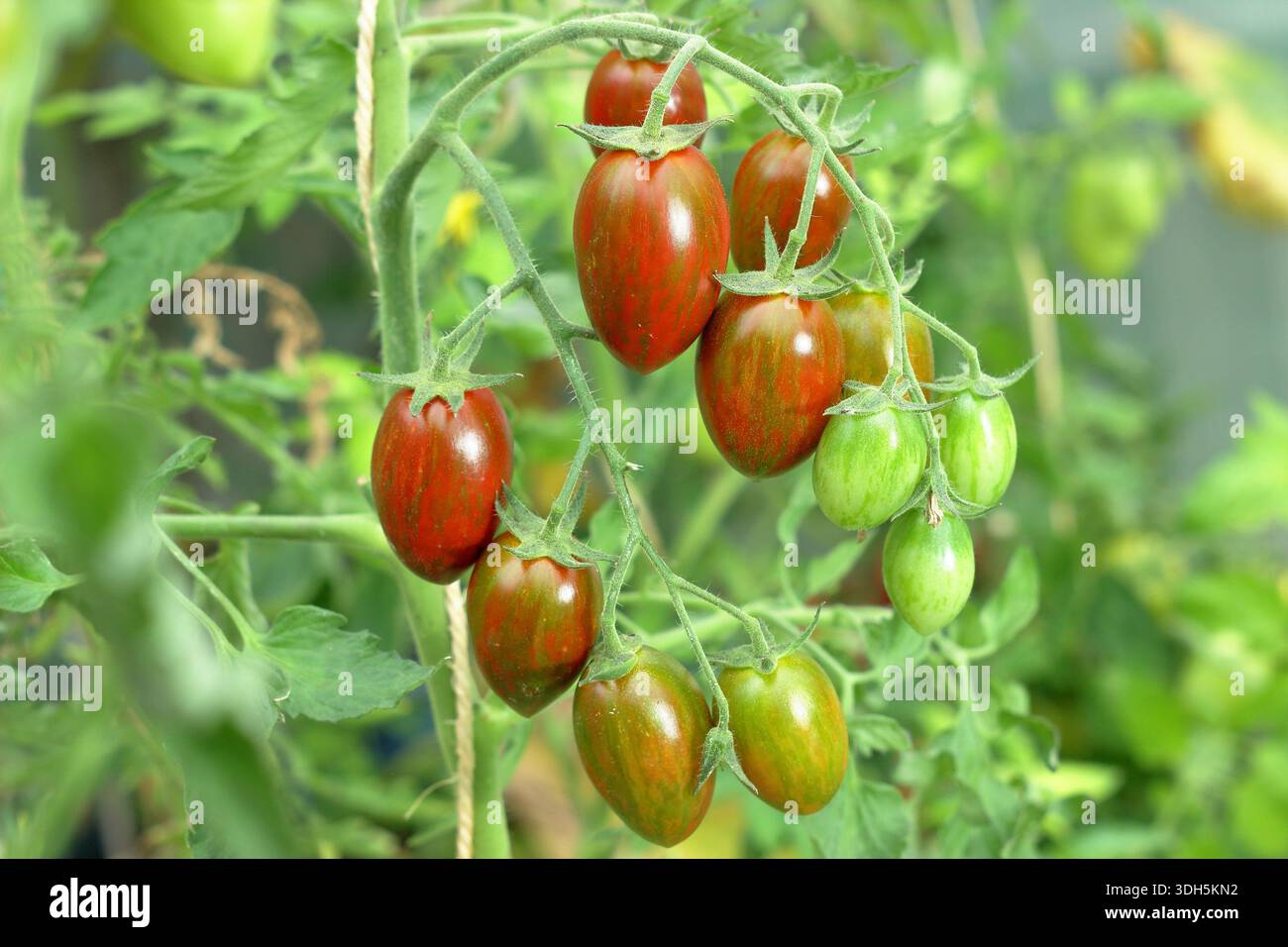 Tomatenpflanze „Shimmer“. Solanum lycopersicum Shimmer F1 Cordon Tomate auf der Rebe. Mandelförmige, süße Tomaten mit rot-grün gestreifter Haut. Stockfoto