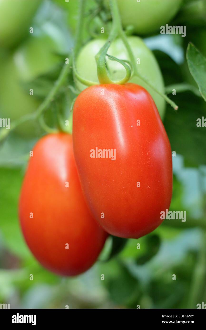 Tomato Roma, eine Pflaumentomatensorte mit wenigen Samen, die auf der Rebe wächst. Solanum lycopersicum. Stockfoto