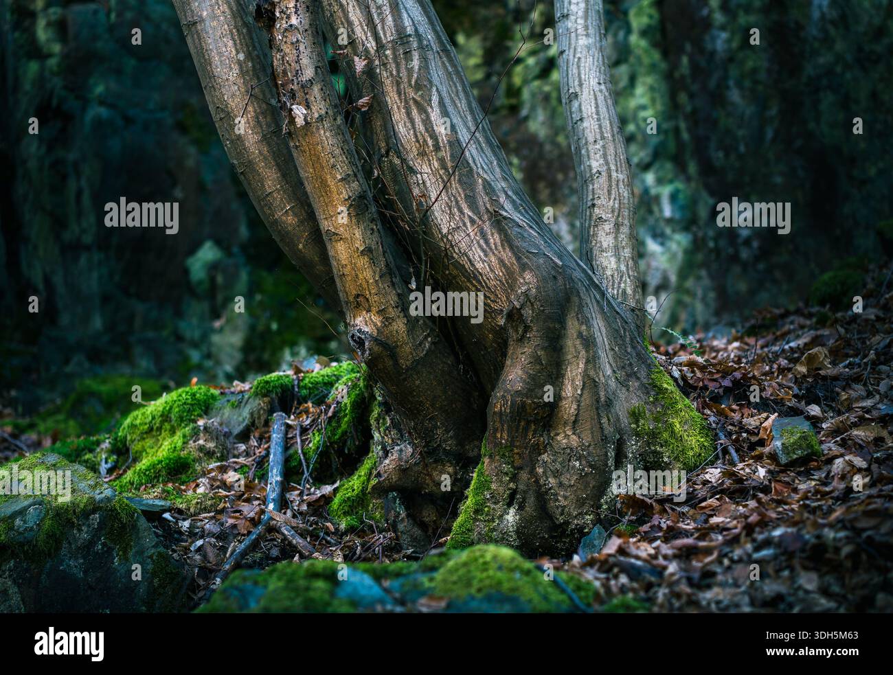 Baumstämme, die in einer natürlichen Waldumgebung wachsen Stockfoto