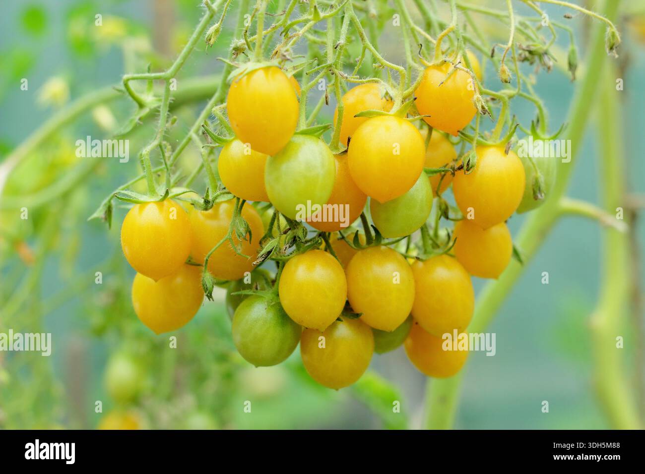 Tomatenpflanze „Ildi“ mit charakteristischer schwerer Ernte süßer, gelber, birnenförmiger Kirschtomaten. Lycopersicon esculentum 'Ildi'. Stockfoto