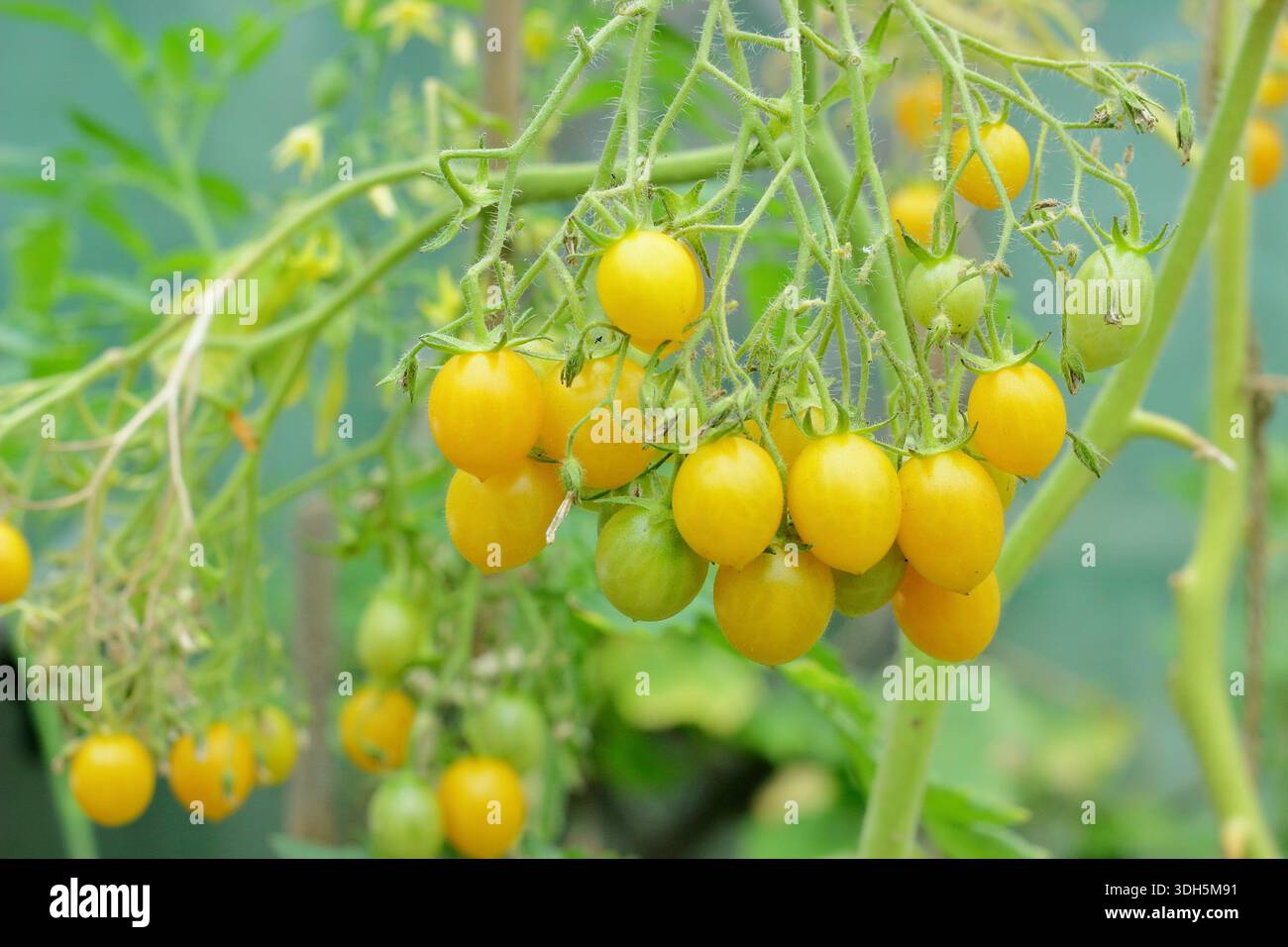 Tomatenpflanze „Ildi“ mit charakteristischer schwerer Ernte süßer, gelber, birnenförmiger Kirschtomaten. Lycopersicon esculentum 'Ildi'. Stockfoto