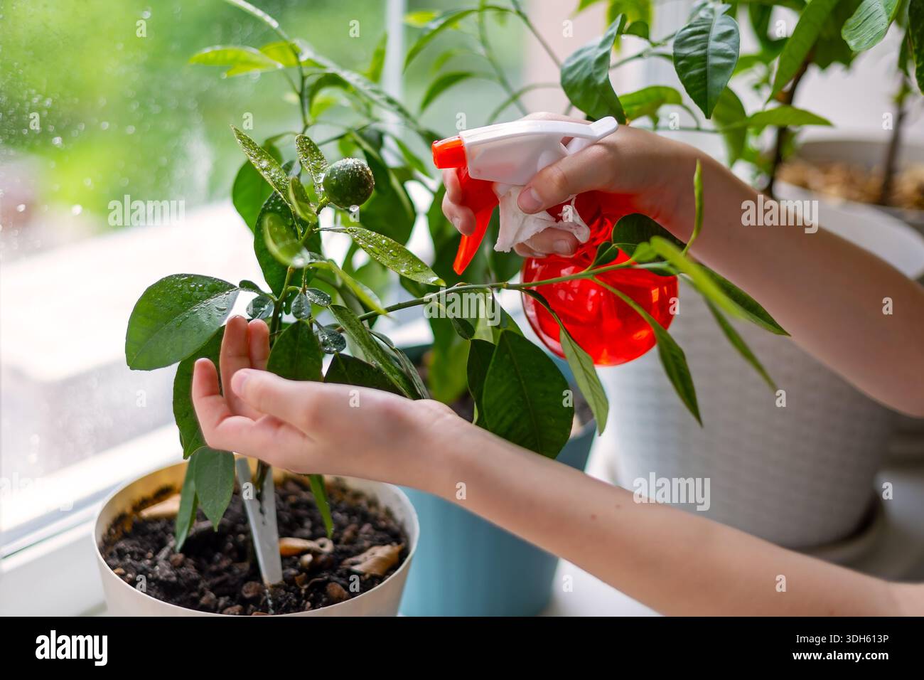 Beschlagnahmt eine Indoor-Zitruspflanze auf der Fensterbank. Nahaufnahme von Händen, die Wasser auf eine Topfzitruspflanze im Haus sprühen, um gesundes Wachstum und Zuhause zu fördern Stockfoto