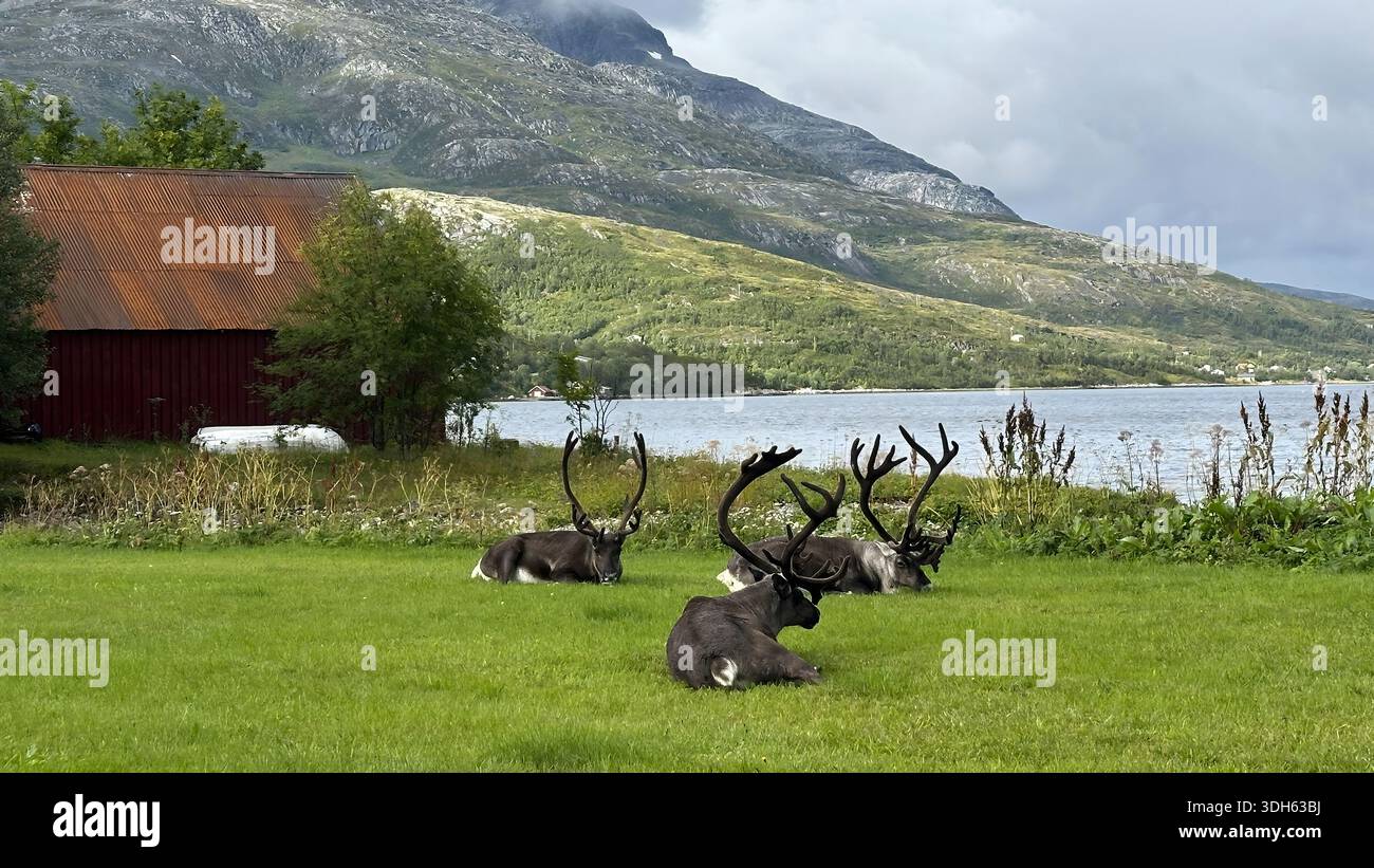 Rentiere auf Gras in der Nähe eines Sees in einer Berglandschaft in Norwegen. Stockfoto
