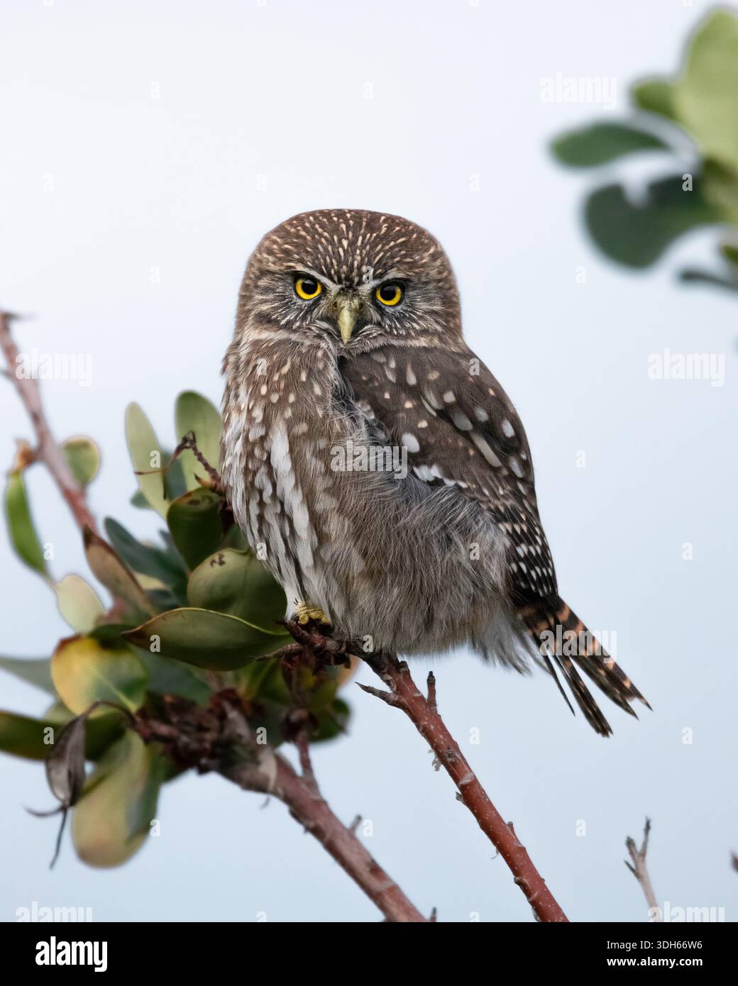 Eine Austral Pygmäe (Glaucidium nana), die auf einem Ast thront. Ushuaia, Patagonien, Argentinien. Stockfoto
