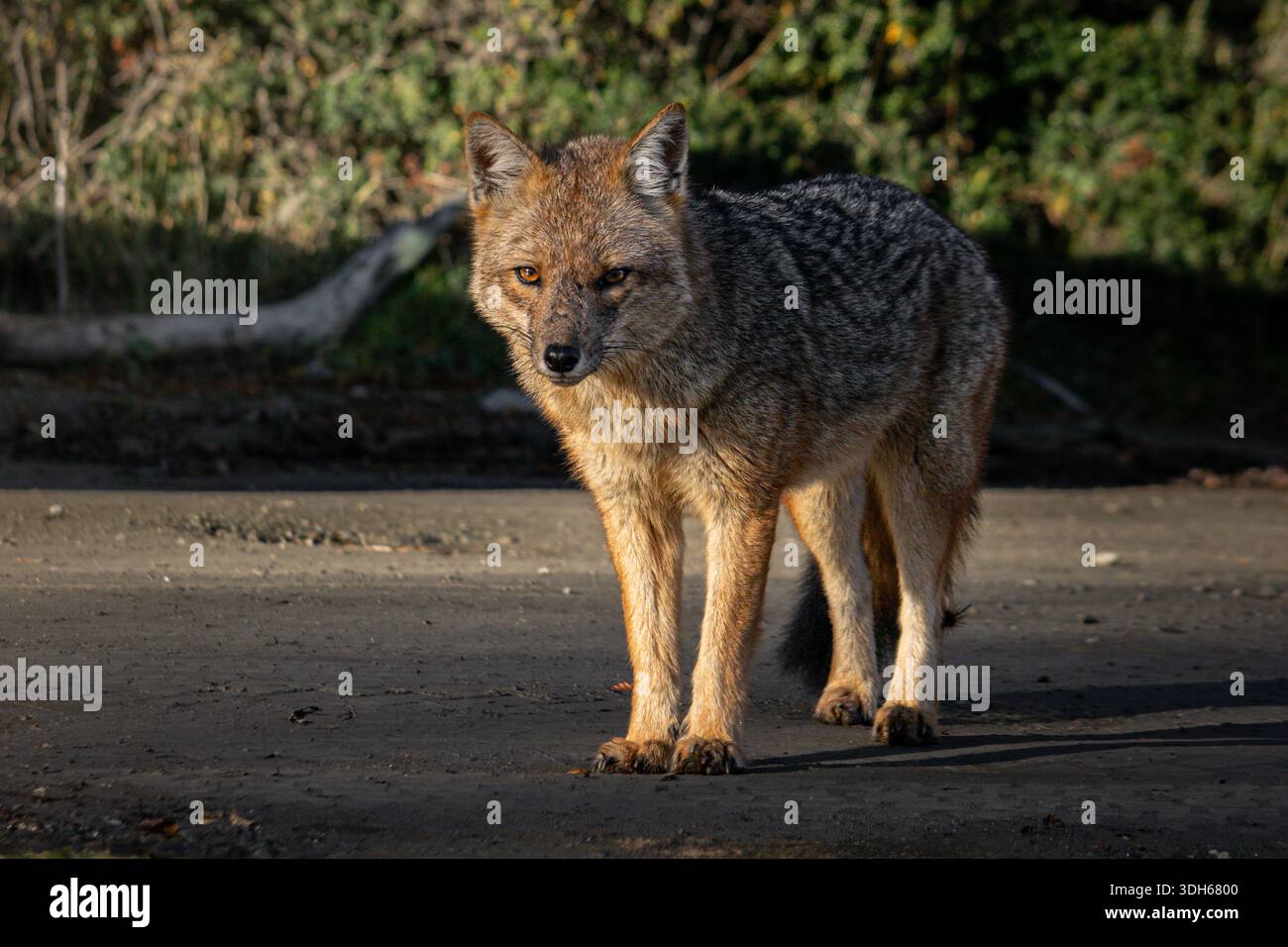 Fuegischer Kulpeo-Fuchs im Nationalpark Feuerland, Patagonien, Argentinien Stockfoto