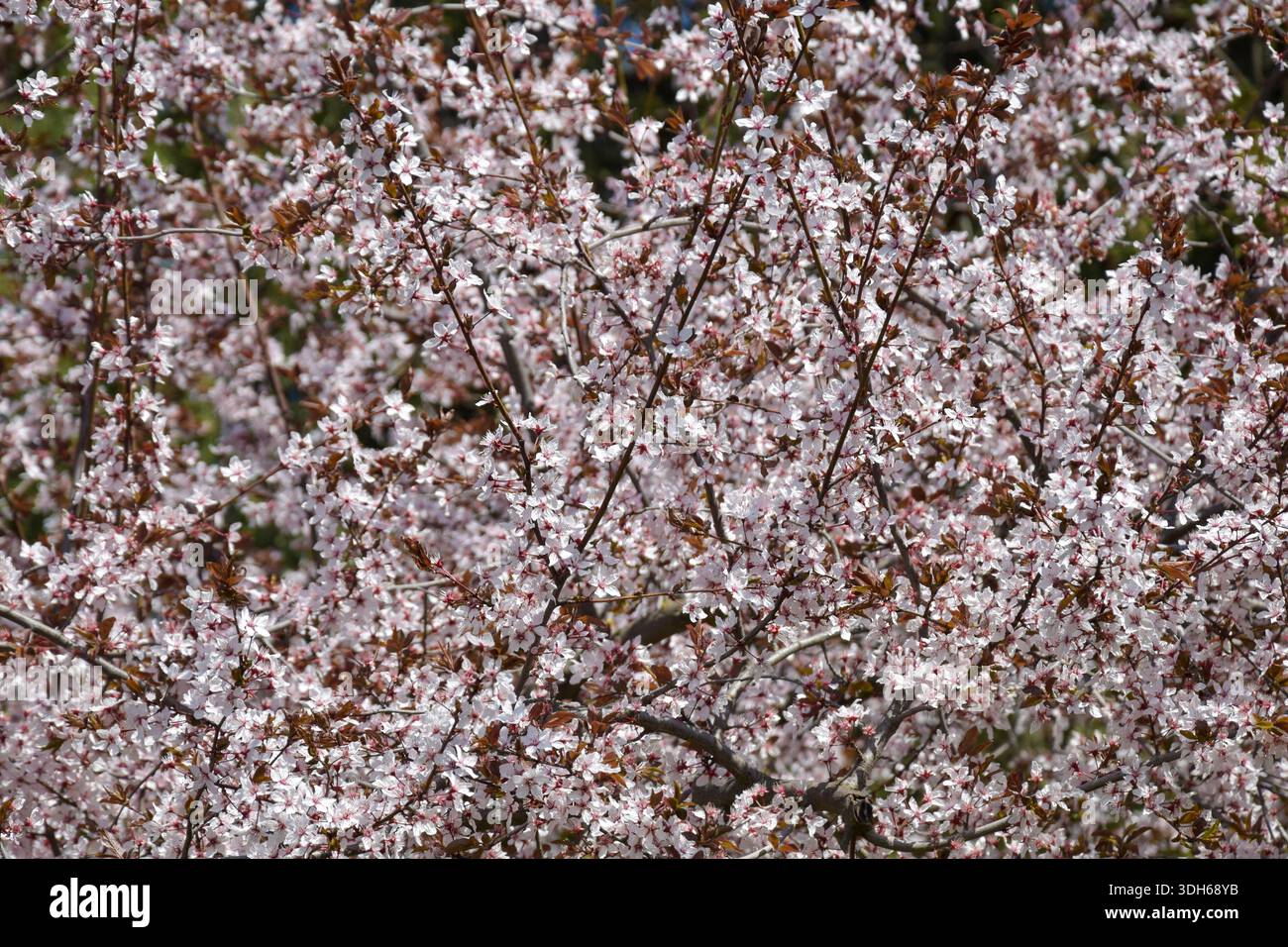 Reichlich Frühlingskirsche blum. Zahlreiche kleine Kirschblüten dick bedeckte Zweige. Die Blütezeit der Obstbäume. Vollbild Stockfoto