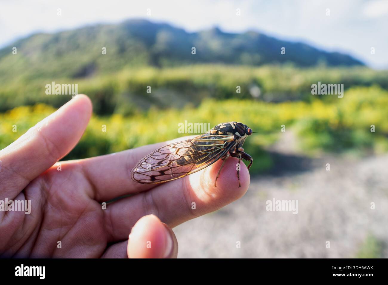 Bergcicada (Cicadetta montana, männlich) (Cicadidae, Hemiptera) auf den Hängen der Wälder am Meer. Sachalin, fernöstliche Bevölkerung. Krabbeln war toll Stockfoto