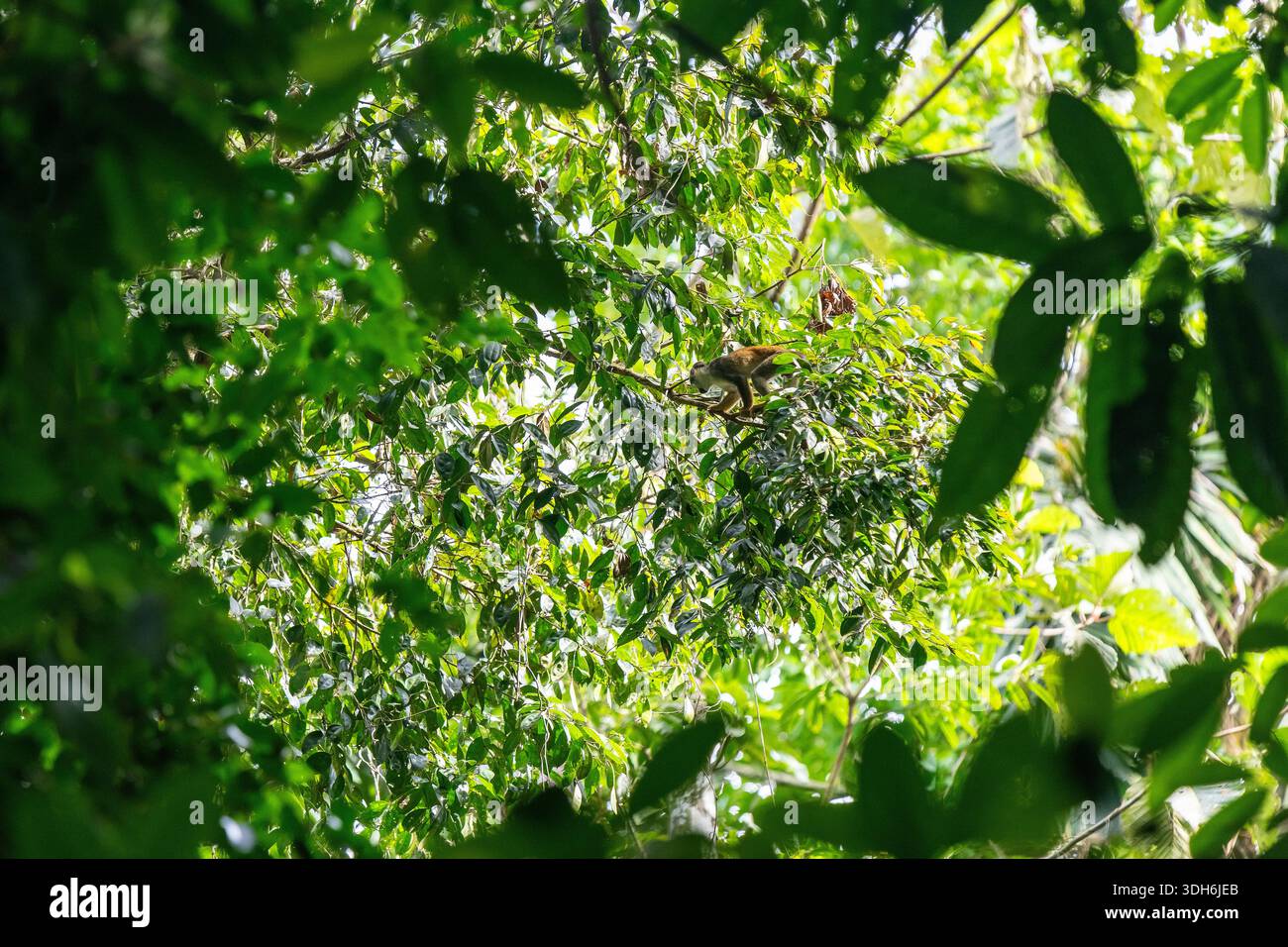 Eichhörnchen (Saimiri) auf der Suche nach Essen, Yasuni Nationalpark, Amazonas Regenwald, Ecuador. Stockfoto