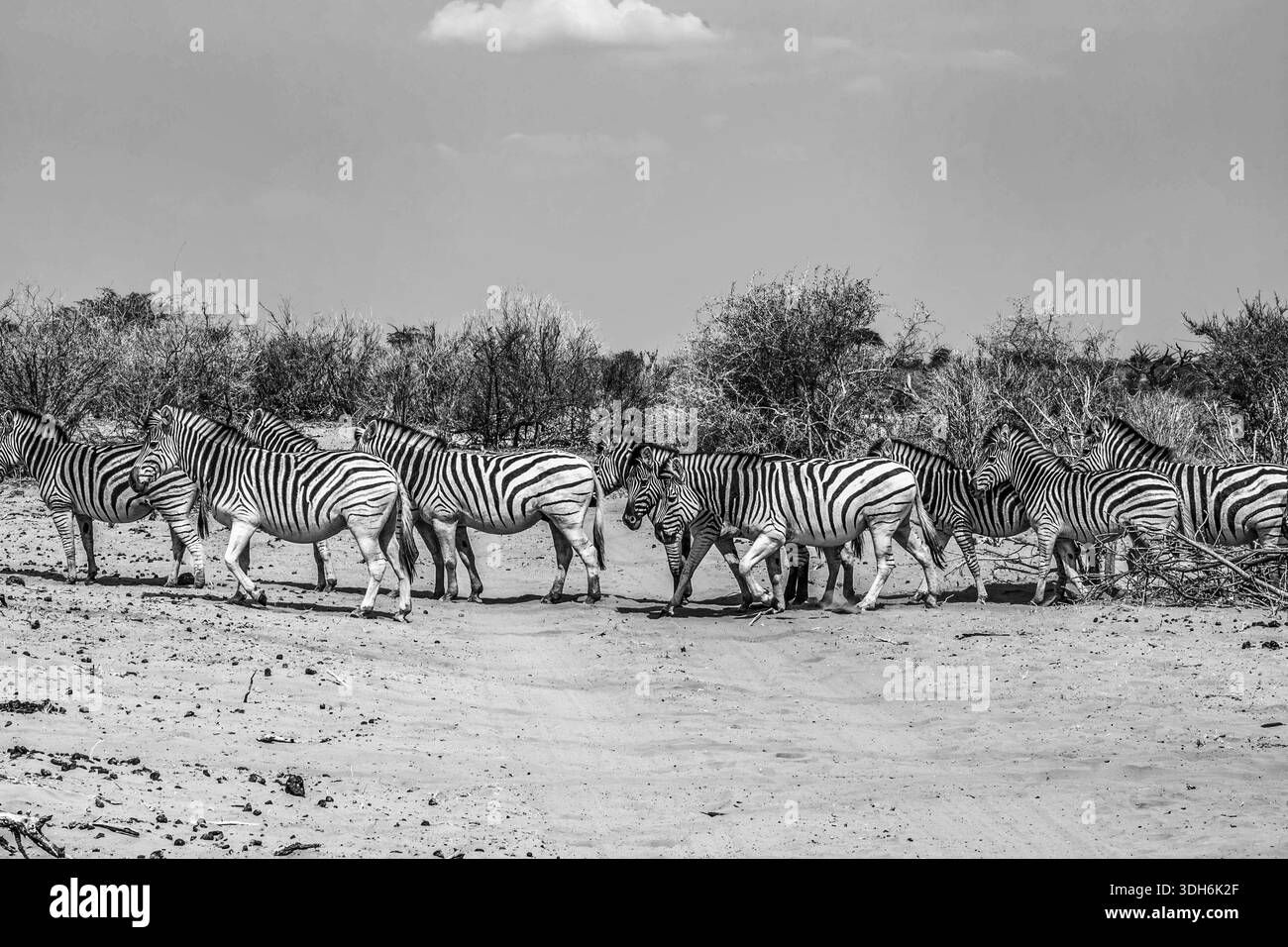 Herde von Zebras Crosssinog in der Makgadikgadi-Pfanne in Botswana, gefangen in Schwarz-weiß, Stockfoto