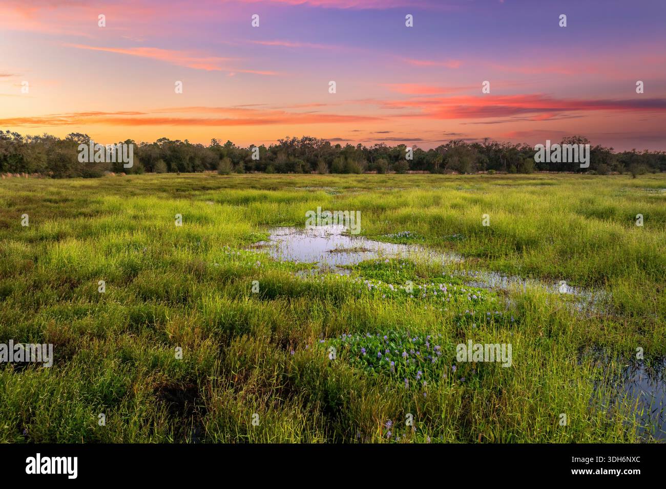 Florida subtropischer Sumpf mit wilder Vegetation im Süden der USA Stockfoto