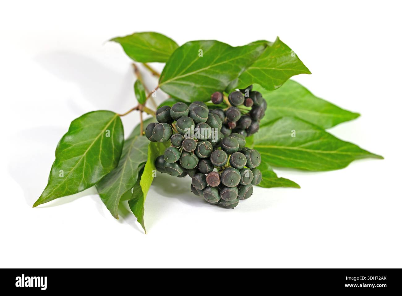 Reife Frchte des Efeu, Hedera Helix, vor weiem Hintergrund  Stockfotografie - Alamy