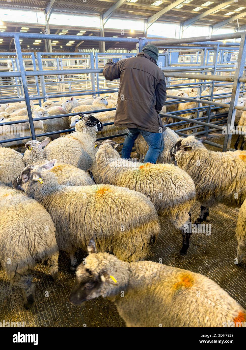 Junger Farmer, der eine Gruppe von Wollschafen in einem Metallstall auf einem Indoor Viehmarkt oder einer Auktionsanlage im Hexham Mart northumberland leitet - Smartphone-aufgenommenes Stockfoto