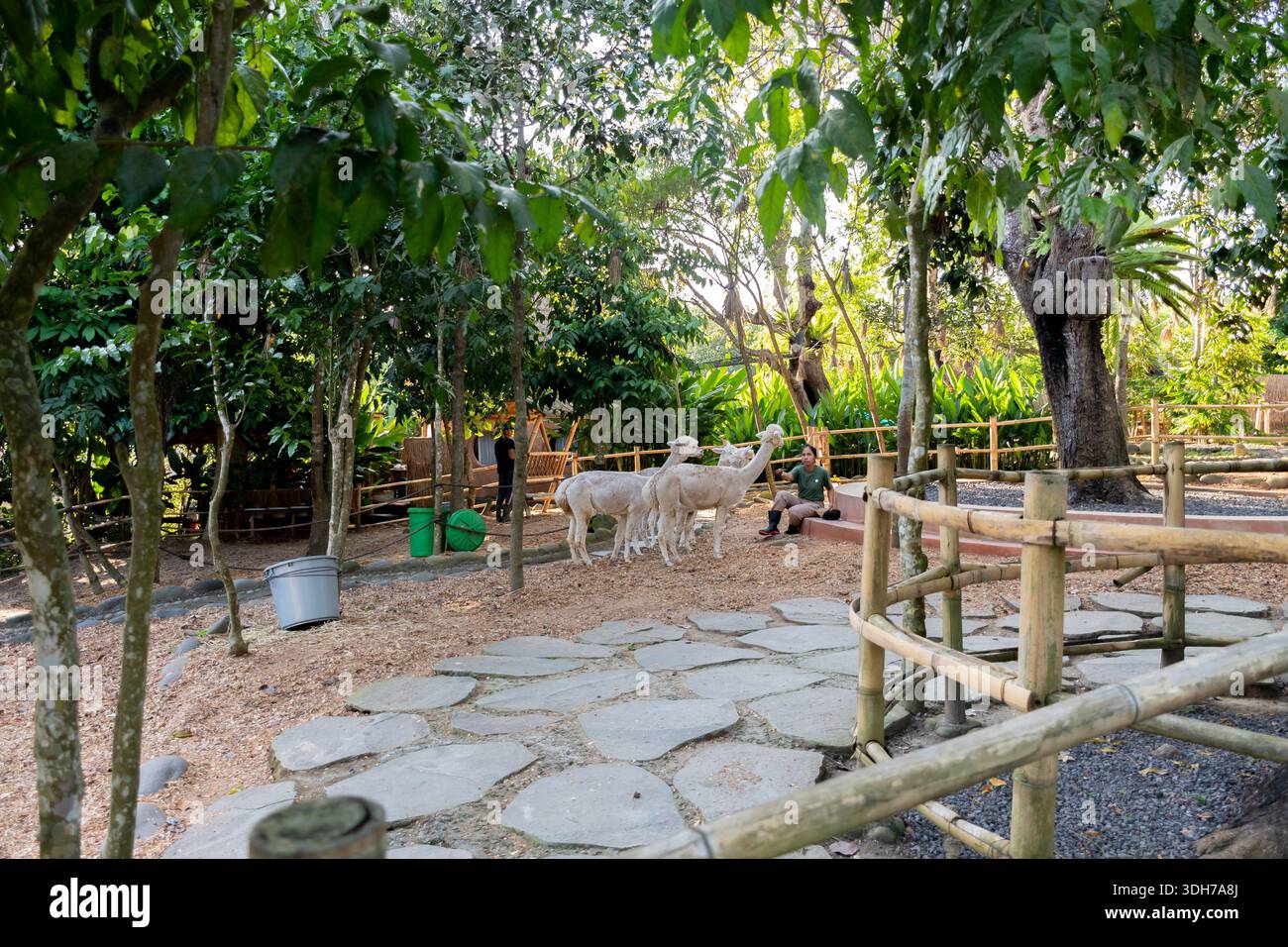 Pacha Alpaca, Bali, Indonesien – 5. August 2025: Eine Gruppe von Alpakas steht an einem Steinweg in einem waldreichen Schutzgebiet mit Besuchern und Mitarbeitern Stockfoto