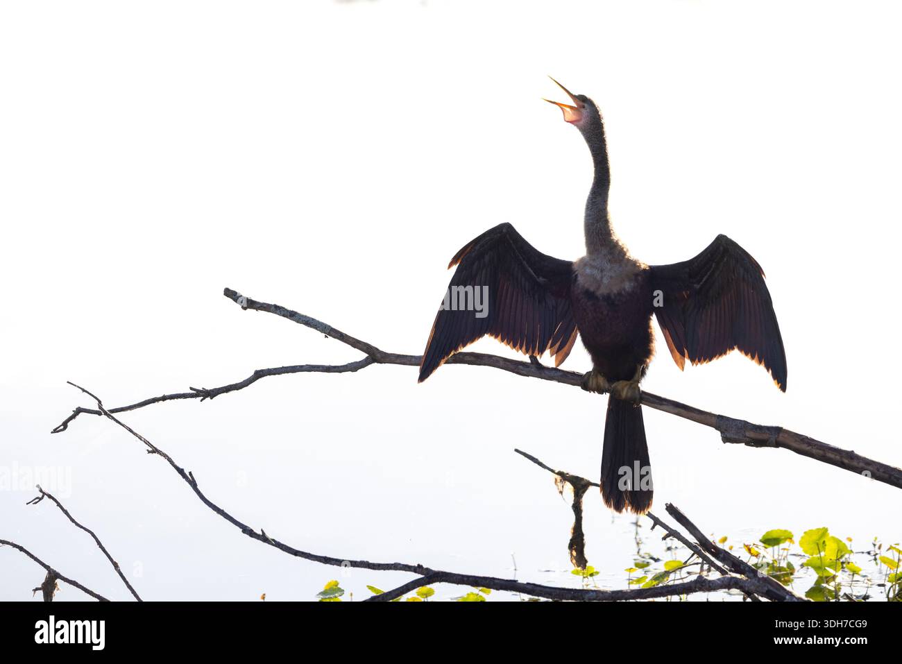 Hochklassiges Bild der weiblichen Anhinga (Anhinga anhinga) mit ausgebreiteten Flügeln - Green Cay Wetlands, Boynton Beach, Florida, USA Stockfoto