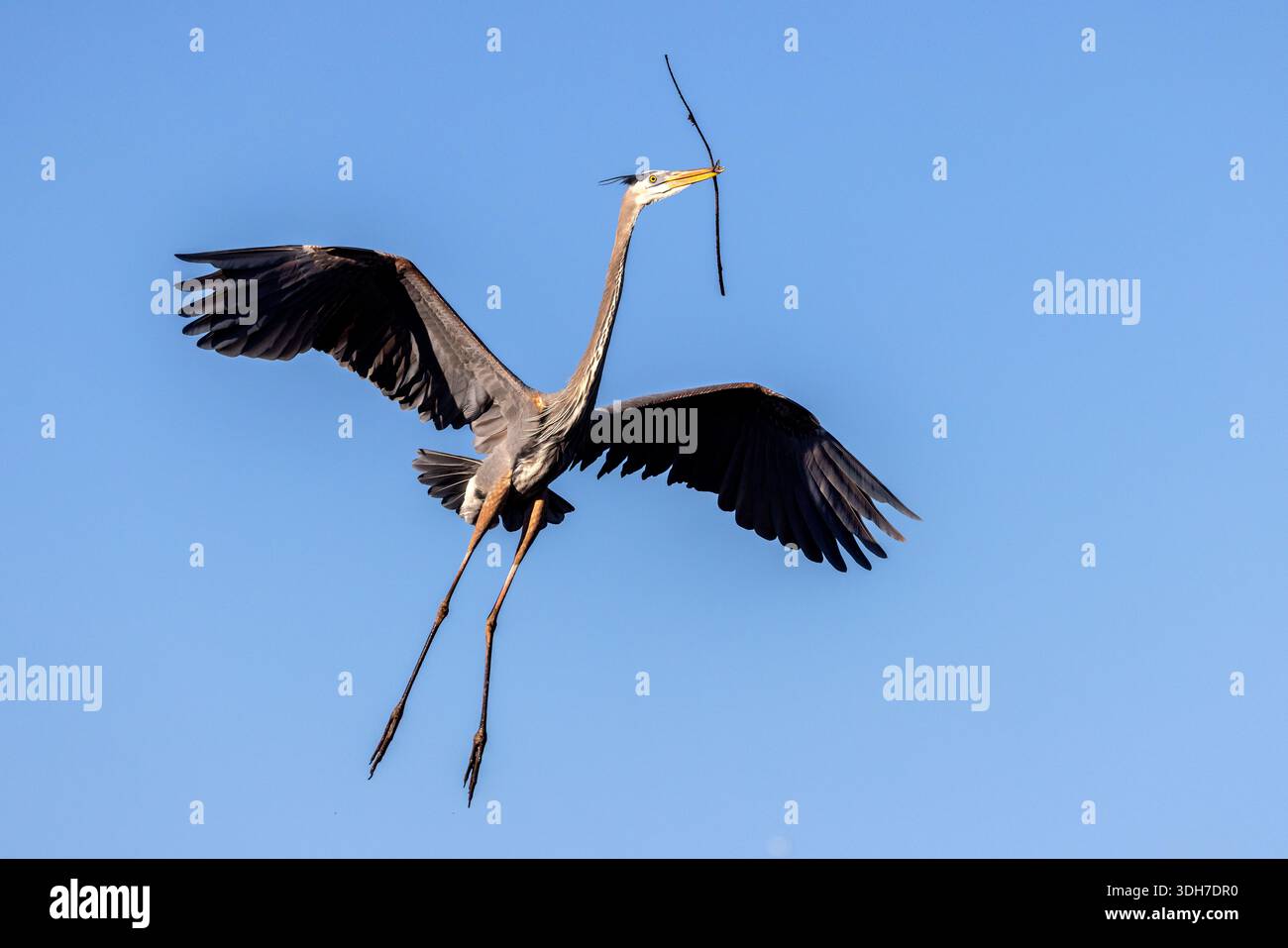 Großer Blaureiher (Ardea herodias) fliegt mit Nistmaterial - Green Cay Wetlands, Boynton Beach, Florida, USA Stockfoto