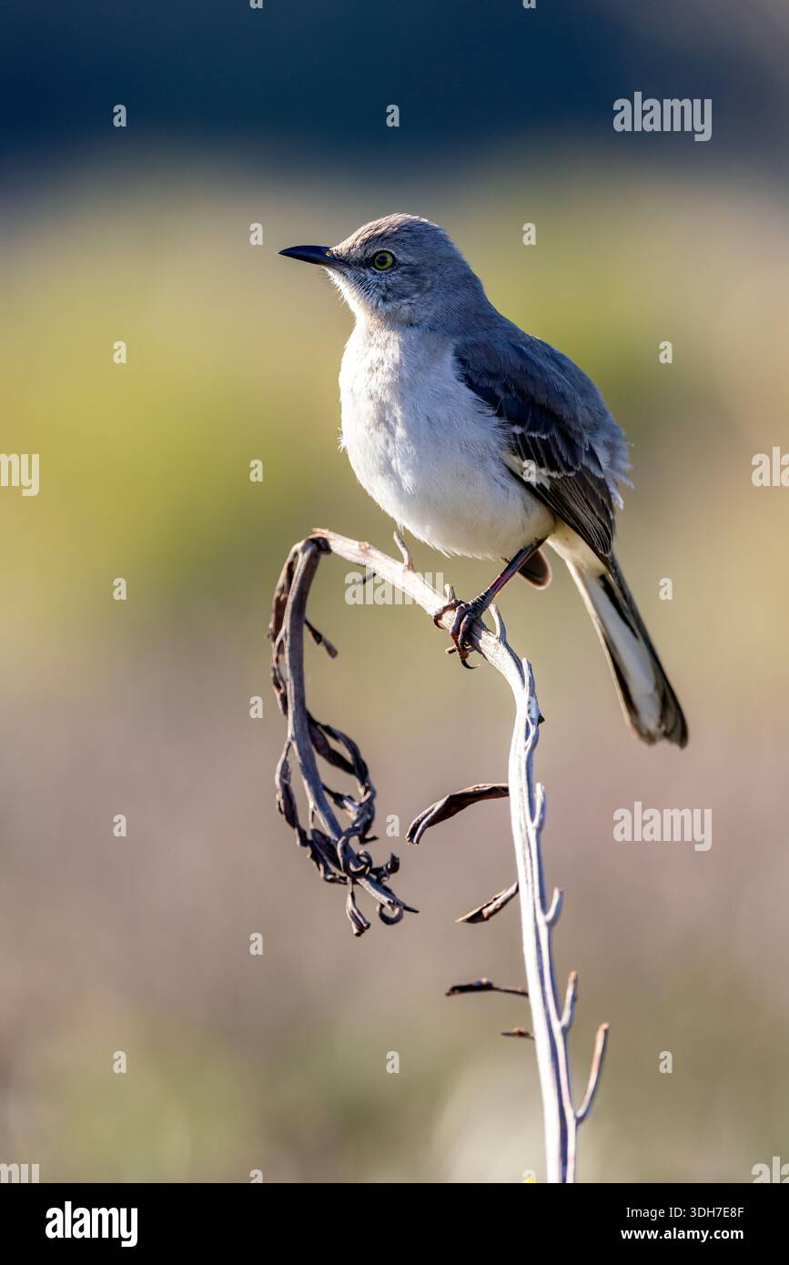 Northern Mockingbird (Mimus polyglottos) - Green Cay Wetlands, Boynton Beach, Florida, USA Stockfoto