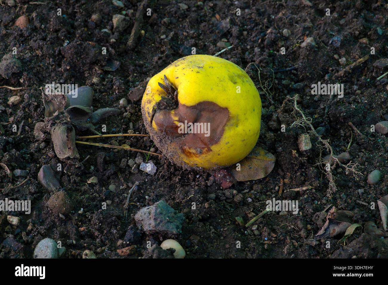 Verrottende Früchte auf dem Boden Stockfoto