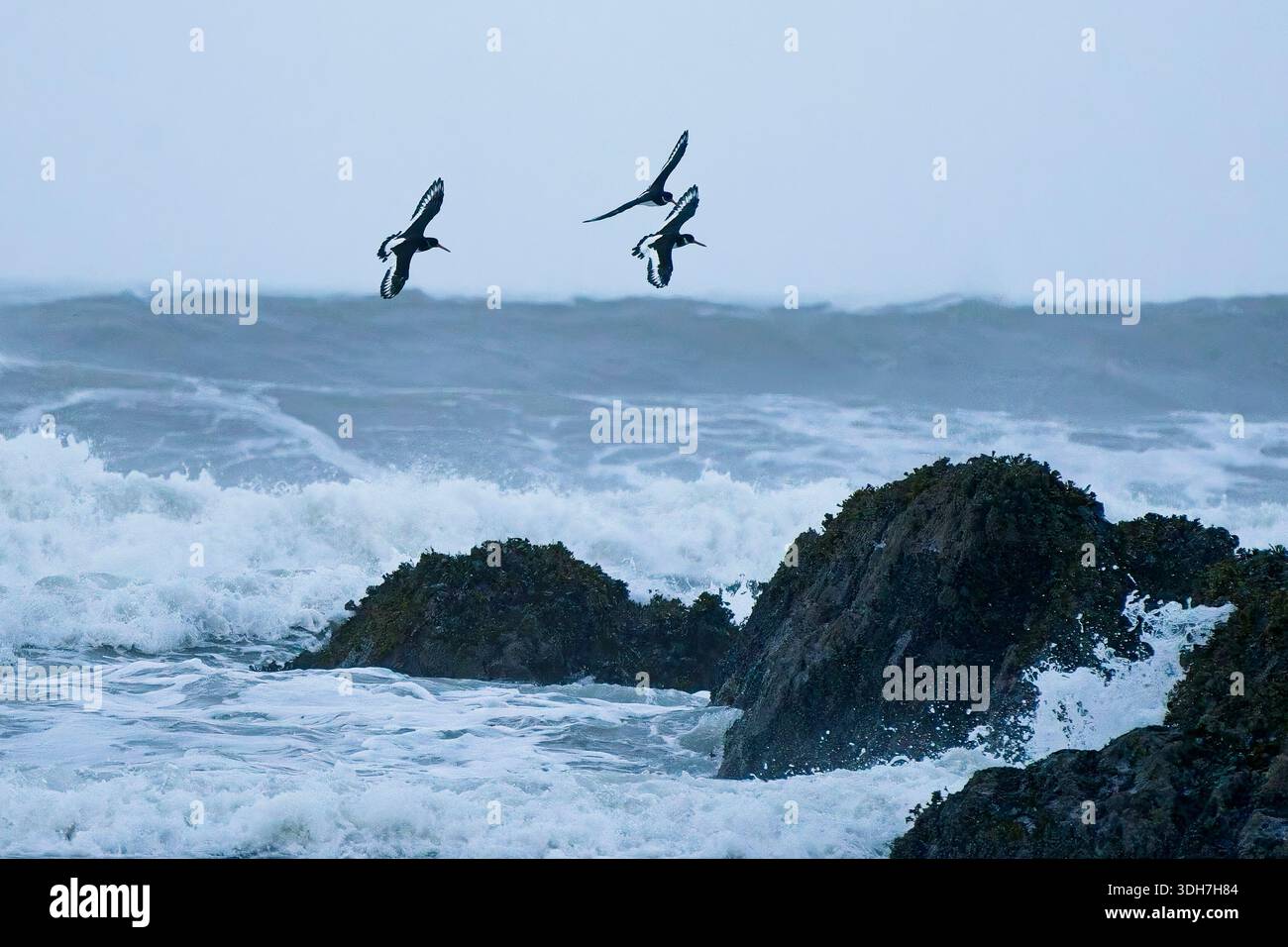 Austernfänger über rauem Meer Stockfoto