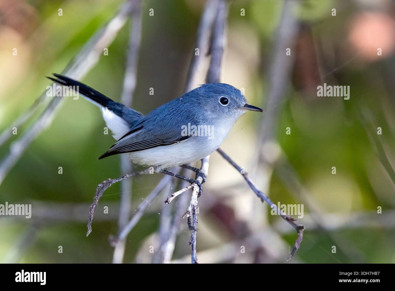 Blaugrauer Gnatfischer (Polioptila caerulea) - Green Cay Wetlands, Boynton Beach, Florida, USA Stockfoto