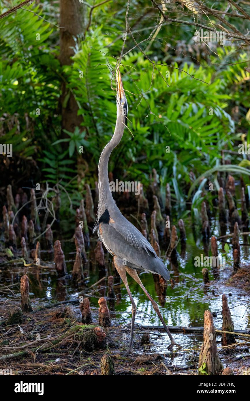 Great Blue heron (Ardea herodias) sammelt Stäbchen/Äste für Nistmaterial - Green Cay Wetlands, Boynton Beach, Florida, USA Stockfoto