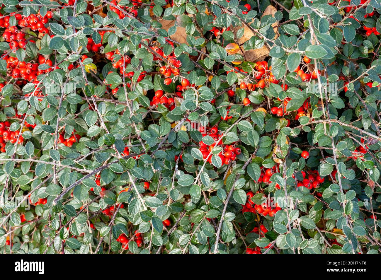 Rockspray Cotoneaster (Coneaster Horizontalis) sgurrt in Nahaufnahme mit hellroten Beeren, Laub- oder halbimmergrünen, abgestuften Bodenbedeckungsstrauch. Stockfoto