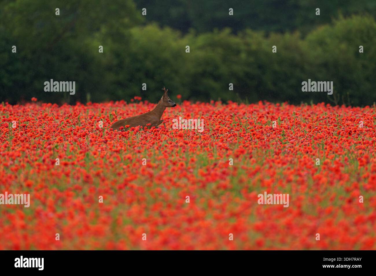 Europäischer Reh (Buck) -Capreolus capreolus in einem Feld von Mohnblumen-Papaver rhoeas. Stockfoto