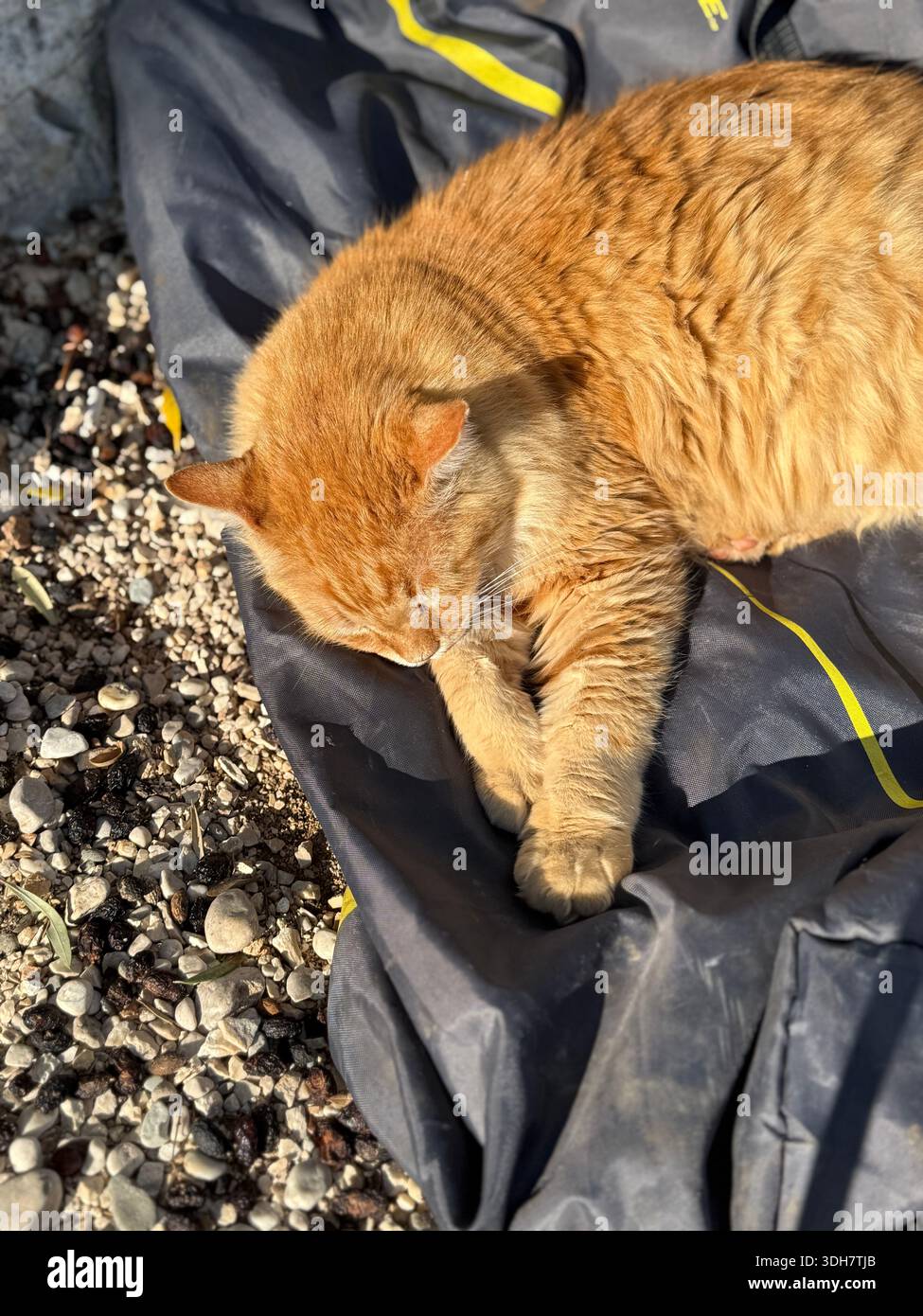 Ingwerkatze schläft auf Kies und Stoff unter warmem Sonnenlicht mit eingezogenen Pfoten. Mobiles Foto Stockfoto