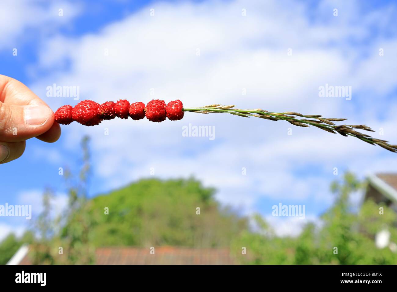 Wilde Erdbeeren auf Heu oder langem Grashalm. Leckerer Snack. Traditionelle Sommeraktivität. Konzeptfoto. Von Hand gehalten. Nahaufnahme und isoliert, bewölktes blau Stockfoto