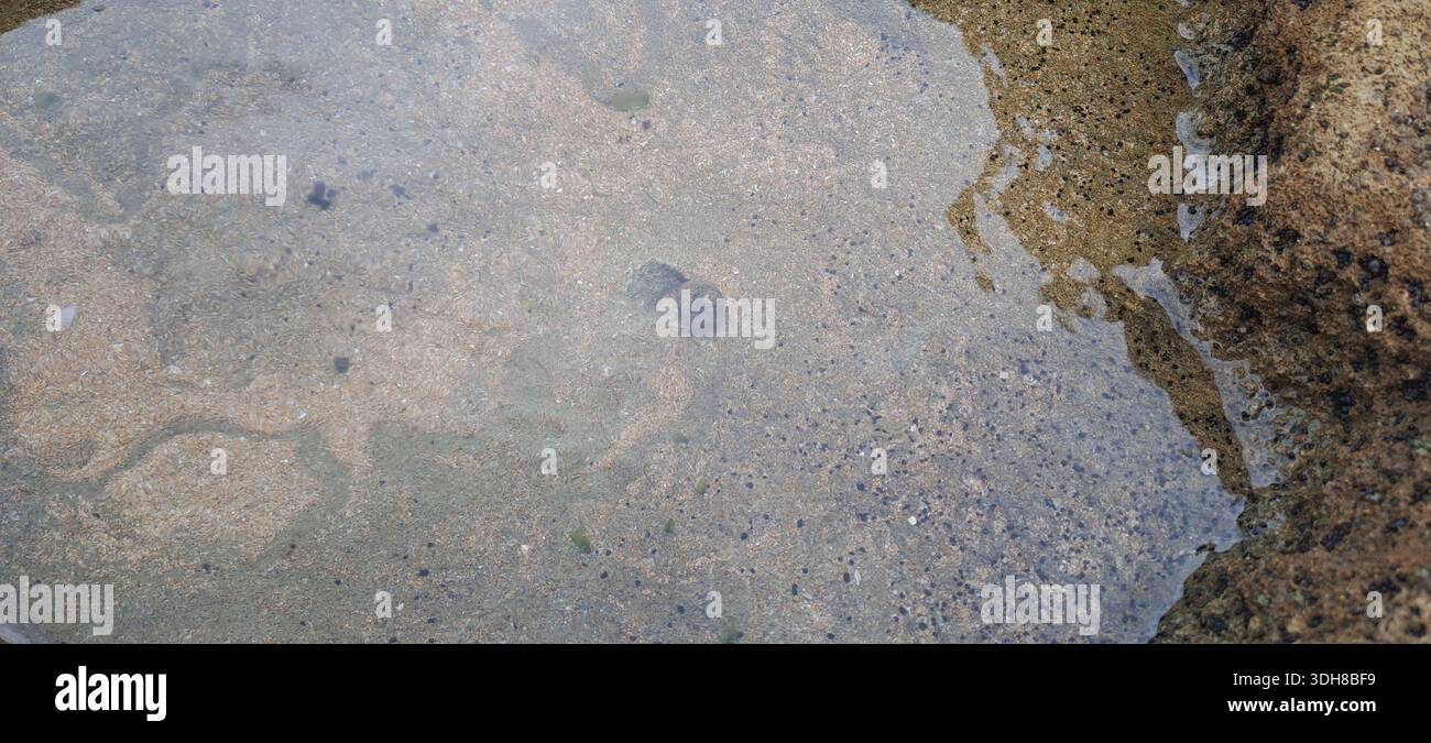 Schnecke gleitet unter Wasser in einem flachen, klaren Gezeitenbecken Stockfoto