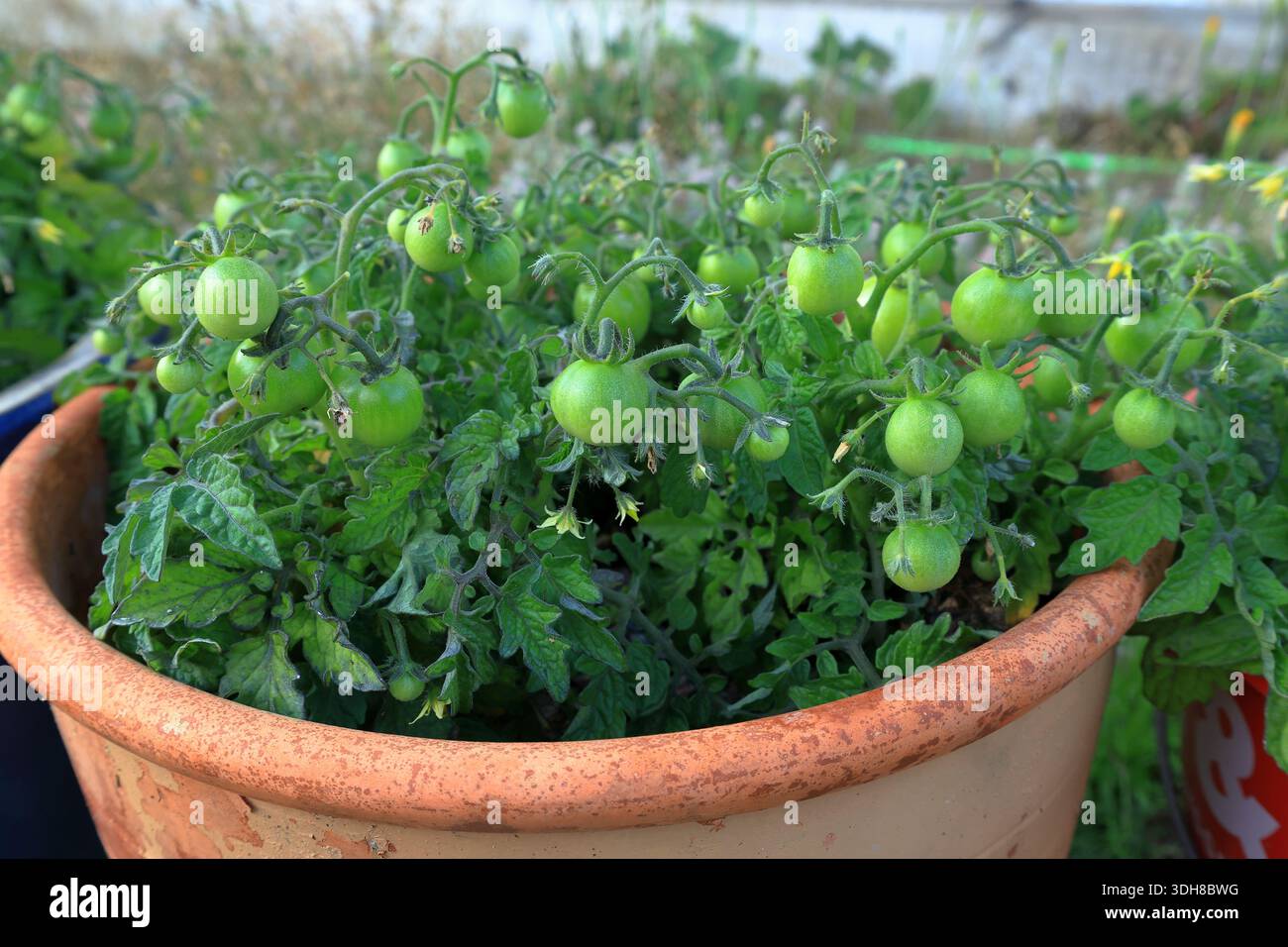 Grüne Tomaten im Garten. Wachstum im Gange. Schweden, 2025. Stockfoto