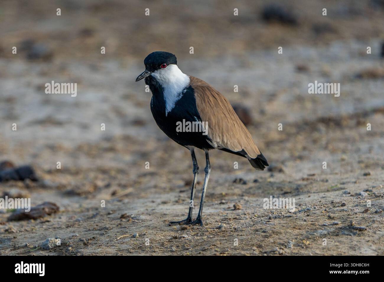 Vanellus spinosus Stockfoto