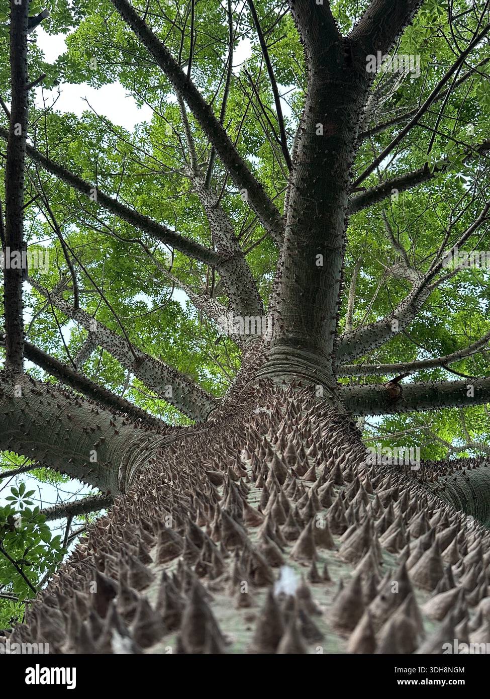 Außergewöhnlicher Baum - Smartphone-aufgenommenes Stockfoto