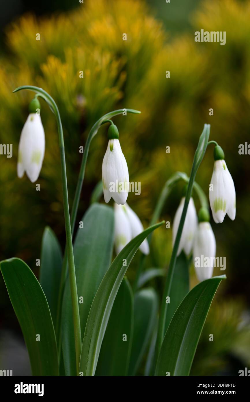 galanthus moyas grüner, grüner Hybrid-Schneeglöckchen, Hybrid-Schneeglöckchen, Hybrid-galanthus, Sammler-Schneeglöckchen, Galantophil, Frühling, Blume, Blumen, Blume Stockfoto