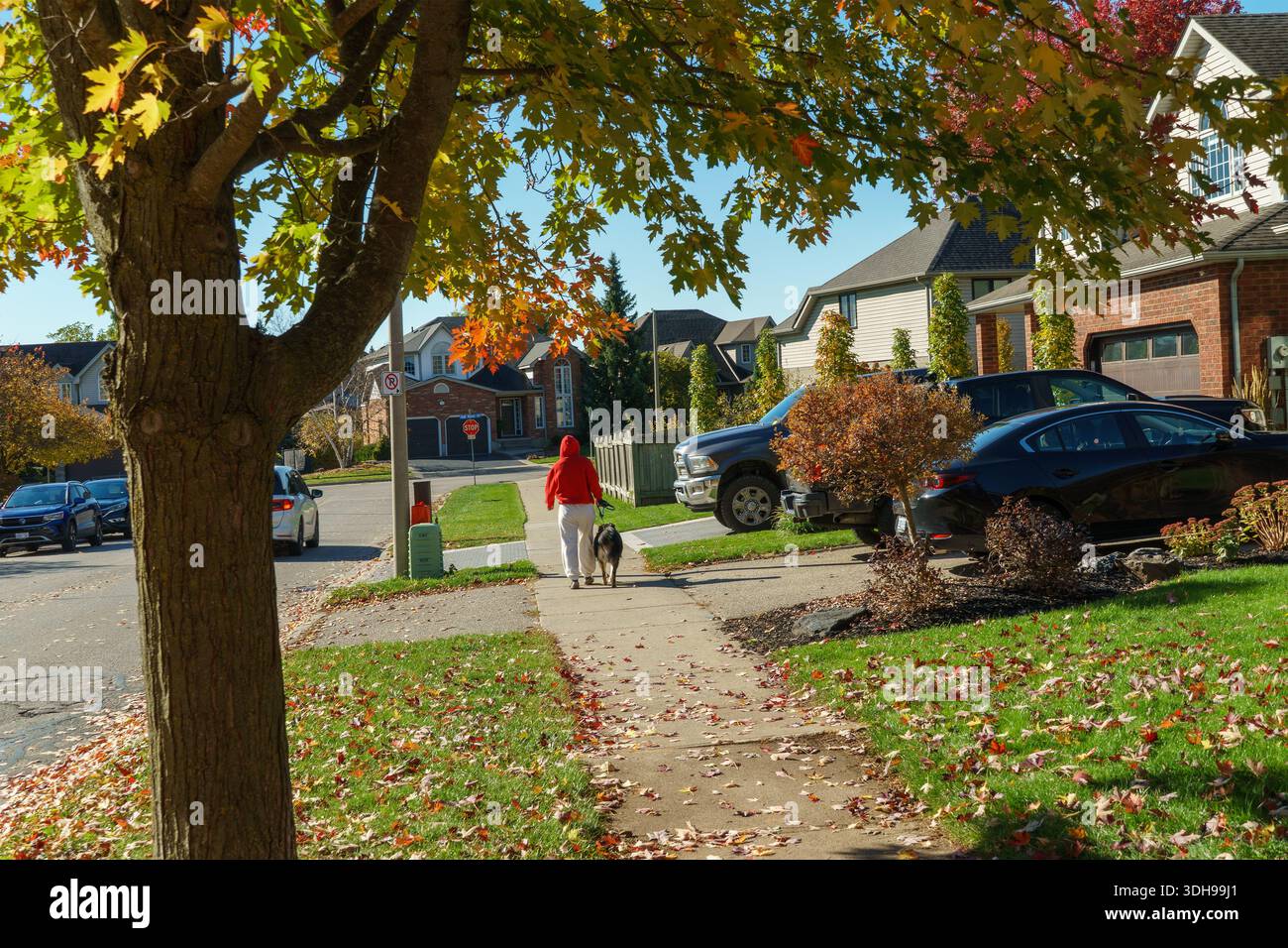 Eine Person, die im Herbst einen Hund entlang eines ruhigen Bürgersteigs führt, gemütliche Wohngegend, sonniger Tag, ruhige Atmosphäre 33 Schlüsselwörter (in einer Zeile, Stockfoto