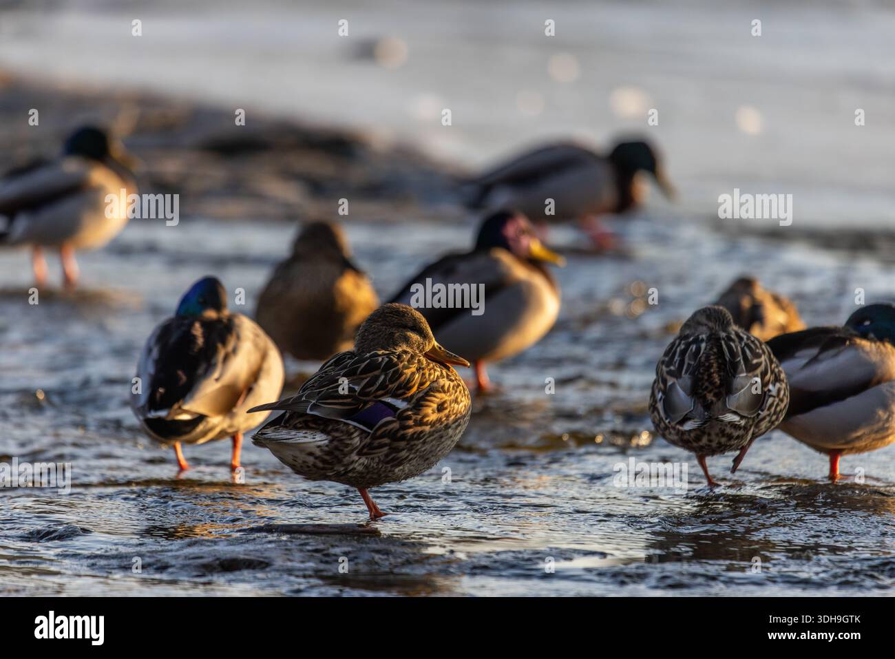 Stockenten stehen in seichten Gewässern in der Nähe des Ufers, in warmem Licht getaucht. Grüne Köpfe und braunes Gefieder leuchten sanft und erfassen leises Verhalten und die Jahreszeit Stockfoto