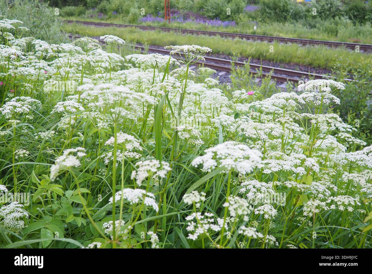 Aegopodium Podagraria, Ground Elder, blühende Pflanze Karottenfamilie Apiaceae wächst im Schatten. Kräuter Gerard, Bischof Weed, Goutweed, Gichtkraut, Schnee-in Stockfoto