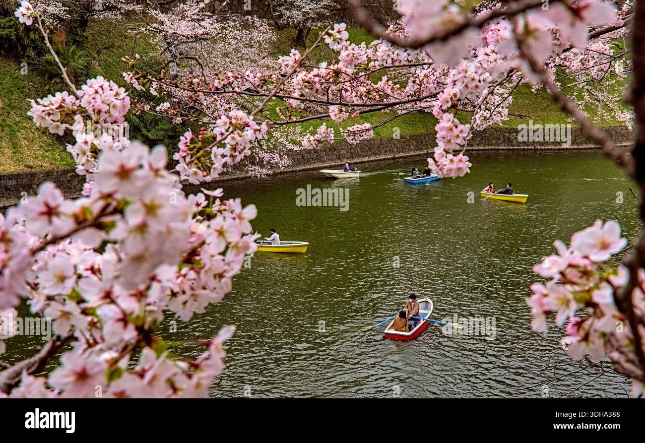 Tokio, Japan - 27. März 2022: Blick am späten Nachmittag auf eine von mehreren Personen, die Boote im Graben vor dem Kaiserpalast von Tokyo du rudern Stockfoto