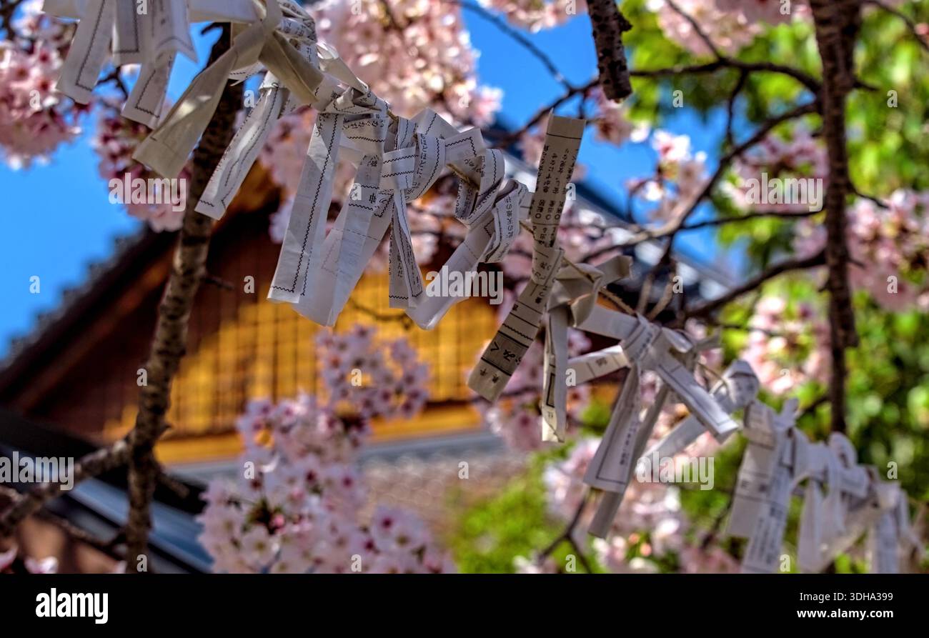 Selektiver Fokus auf eine Reihe japanischer Papierreichtümer, die entlang einer Länge von Garn gebunden sind, mit einem Schrein und blühenden Kirschblüten, die in der Th sichtbar sind Stockfoto
