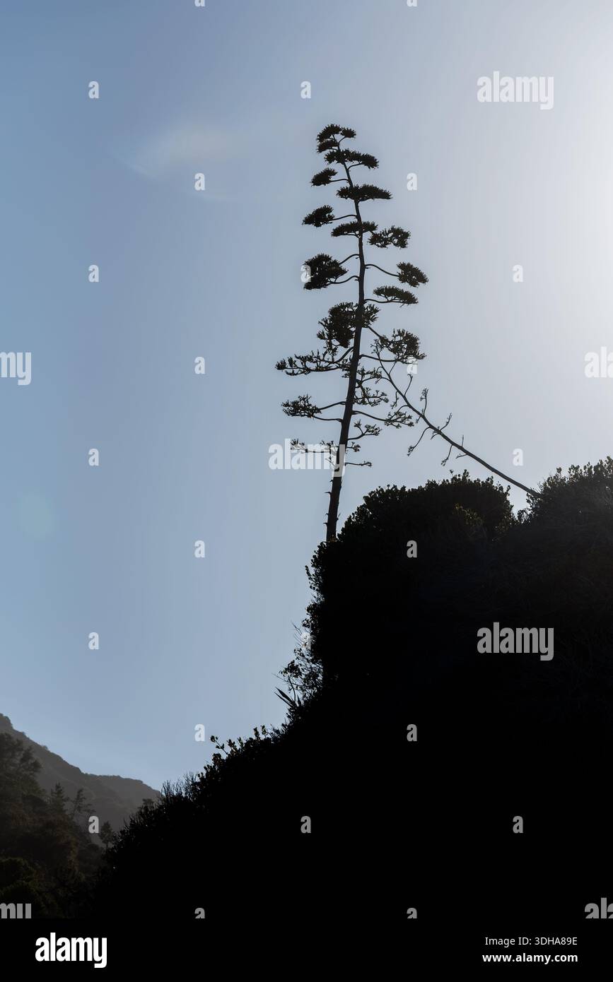 Century Plant, Santa Cruz Island, Channel Islands National Park, Kalifornien, USA. Stockfoto