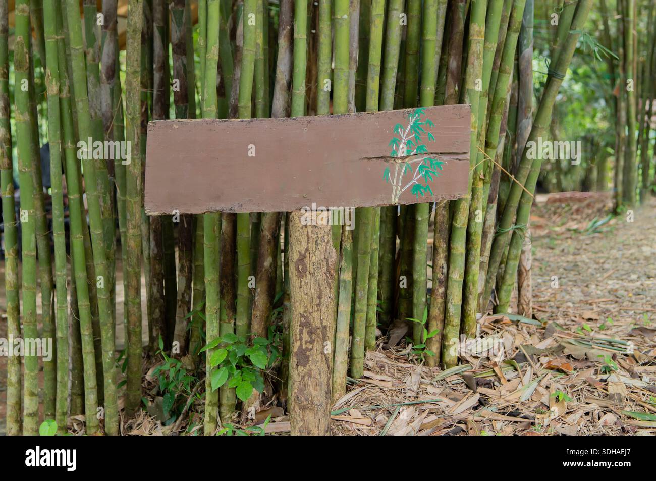 Leerer, Rustikaler Holzschild In Braun Zum Green Bamboo Forest Garden. Kopierbereich. Stockfoto