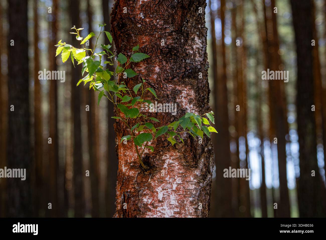 Frische, hellgrüne Blätter einer jungen Birke, die direkt aus der dunklen Rinde eines Stammes in einem dichten Kiefernwald wächst. Bild an einem sonnigen Tag mit einem n Stockfoto