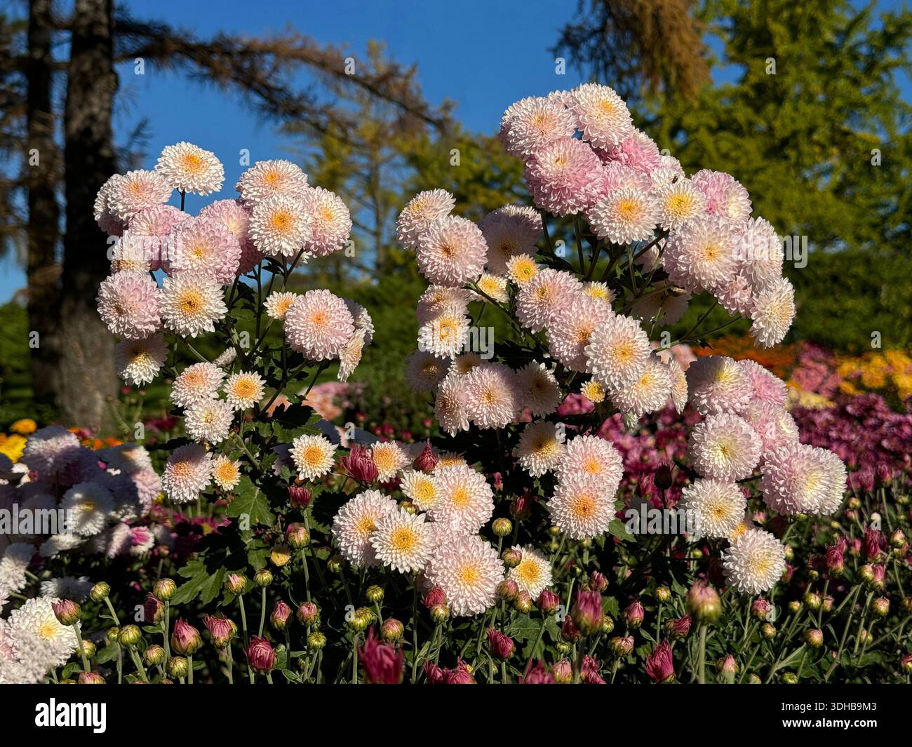 Chrysanthemenblumen im Herbstpark Stockfoto