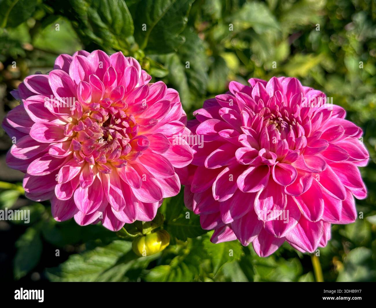 Zwei rosa Dahlienblumen im Garten Stockfoto