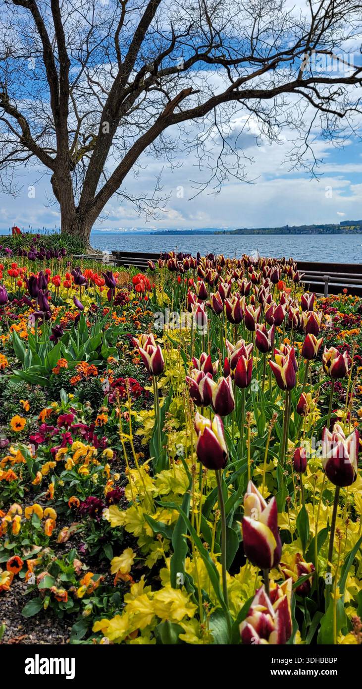 Blick auf den malerischen Bodensee mit wunderschönen bunten Tulpen an einem sonnigen Frühlingstag in Uberlingen, Deutschland. Stockfoto