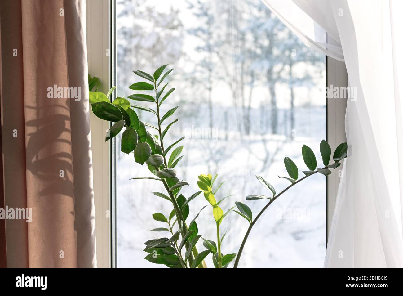 Zamioculcas zamiifolia zz Pflanze auf Fensterbank mit braunem Vorhang und weißen, schneebedeckten Winterbäumen draußen, weiches, diffuses Licht schafft gemütliche Innenräume Stockfoto