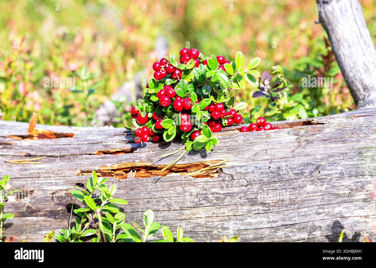 Reife rote Cowbeere (Preiselbeere), die im Sommer im Wald wächst. Wunderbarer Fruchtbeerstrauch Stockfoto