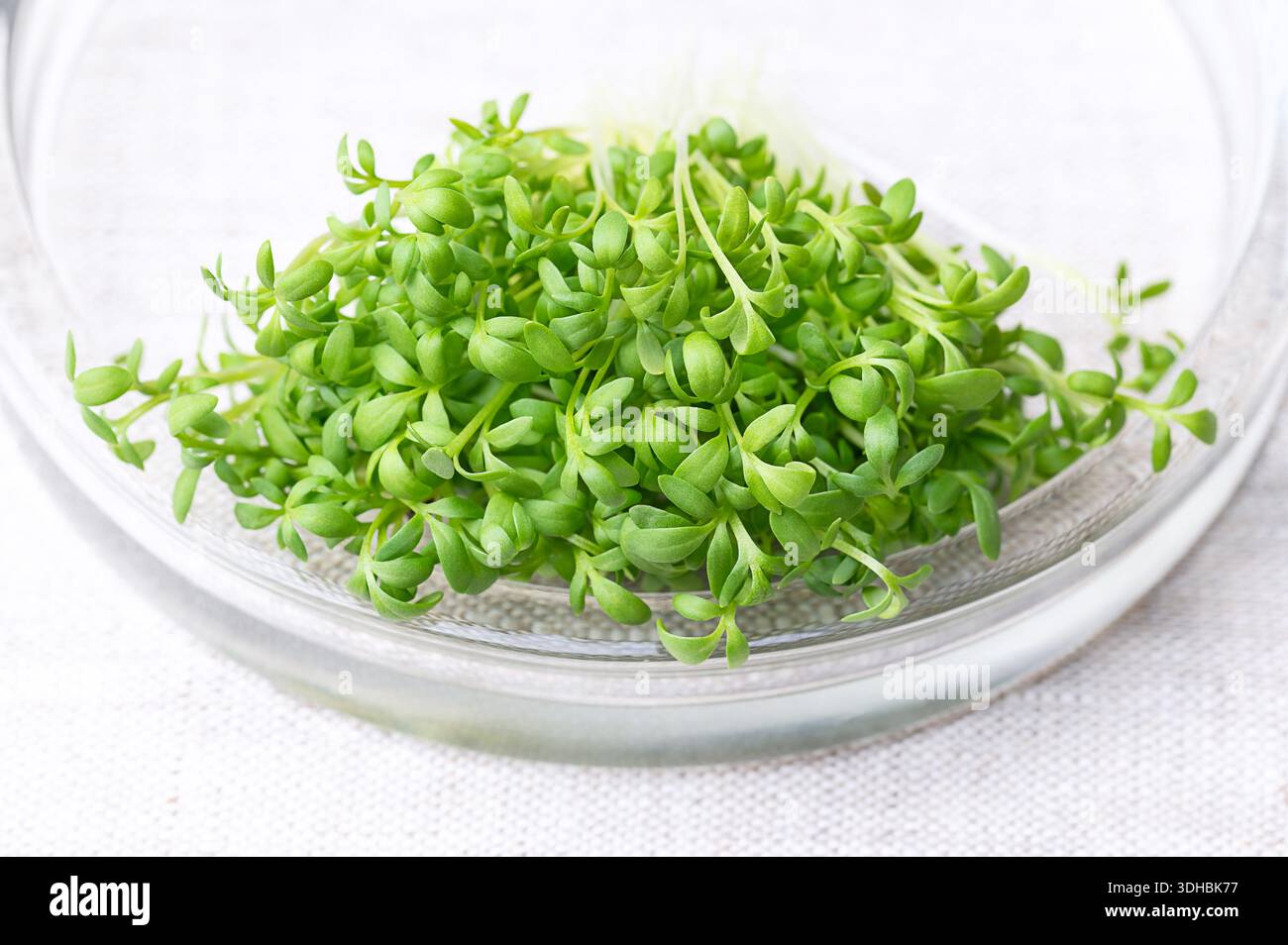 Frische Gartenkresse, Sprossen und Mikrogrün in einer flachen Glasschale auf Leinen. Auch Kresse, Pfefferkraut oder Pfeffergras genannt. Stockfoto