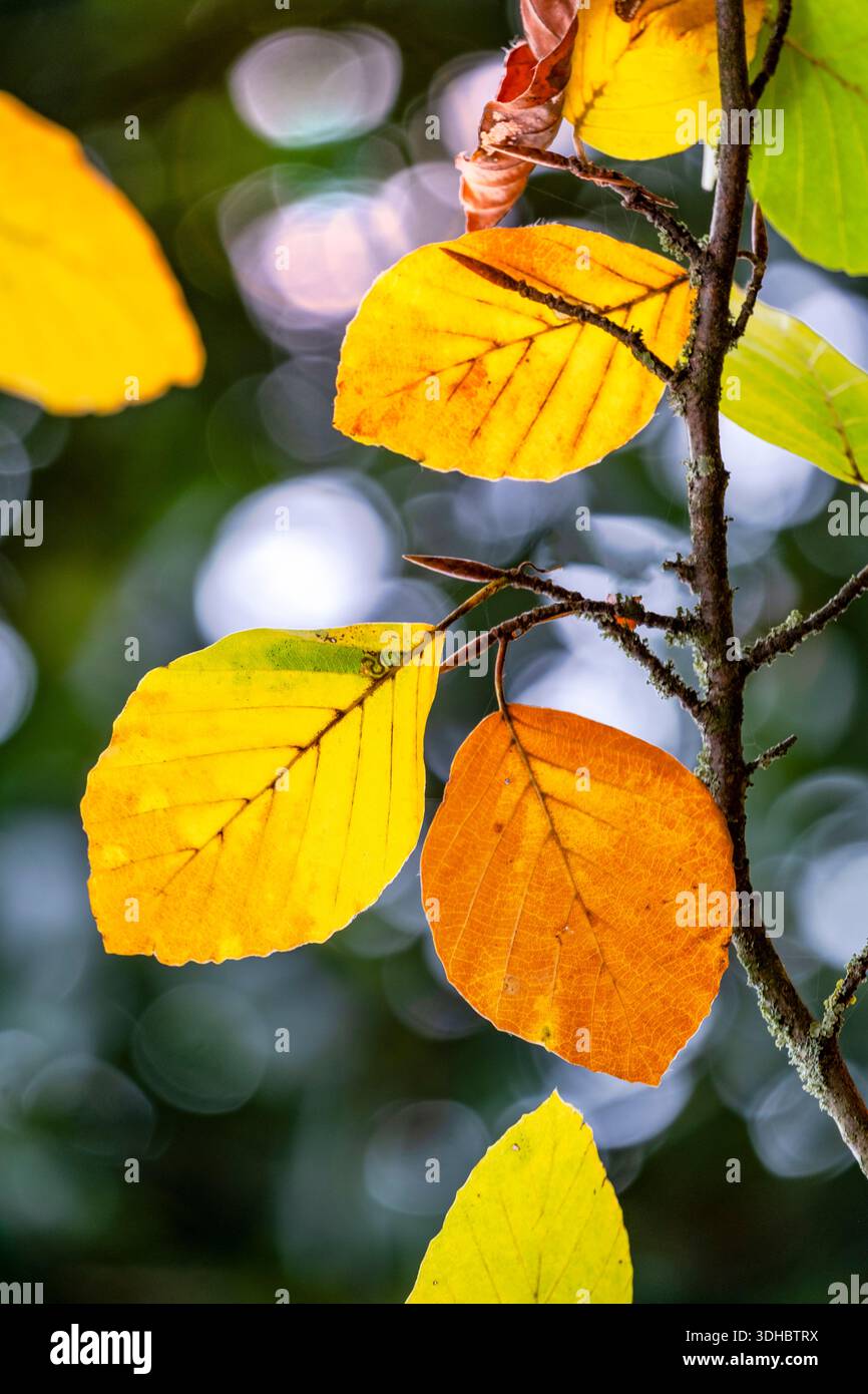 Fagus sylvatica, gewöhnliche Buche Stockfoto