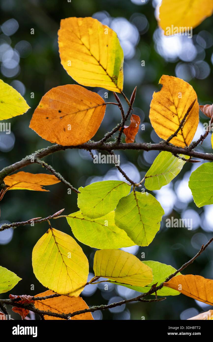 Fagus sylvatica, gewöhnliche Buche Stockfoto