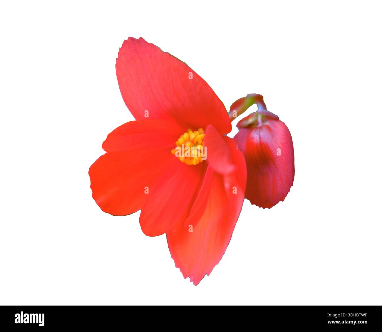 Isolierter Ausschnitt aus Begonia boliviensis, weißer Hintergrund. Stockfoto